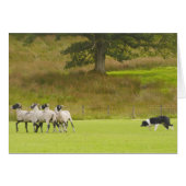 Sheepdog Herding Sheep Card (Front Horizontal)