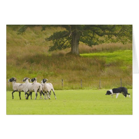Sheepdog Herding Sheep Card (Front Horizontal)