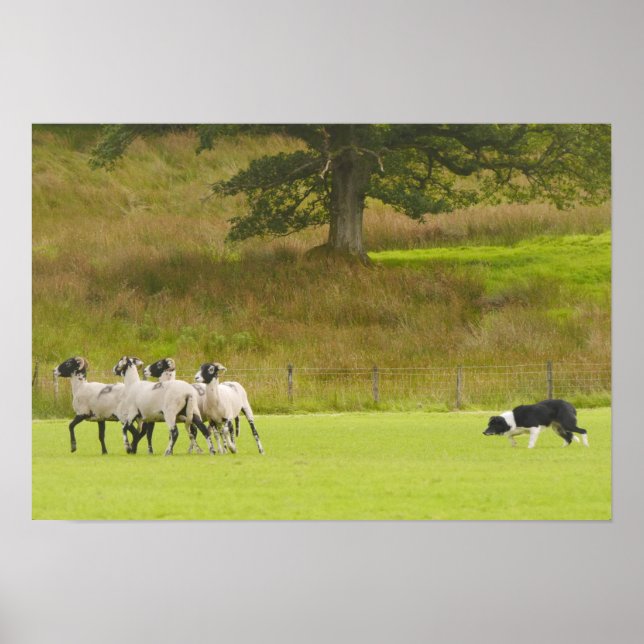 Sheepdog Herding Sheep Poster (Front)