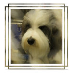 Sheepdog Picture Print