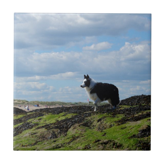 Sheepdog Ready on Rocks Ceramic Tile (Front)