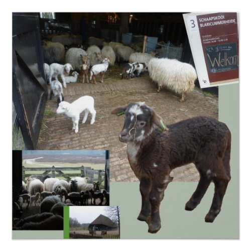 Sheepfold with Lambs Square Poster
