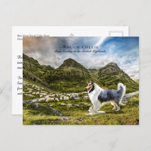 Sheepherding Blue Merle Rough Collie _ Collectible Postcard