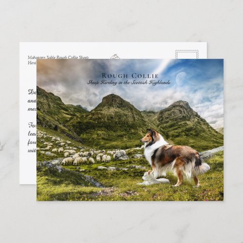 Sheepherding Sable Rough Collie _ Collectible Postcard
