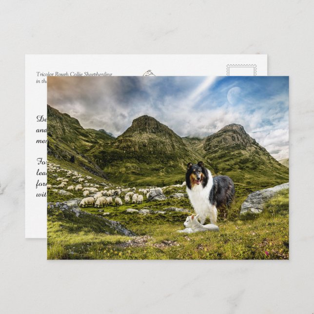 Sheepherding Tricolor Rough Collie - Collectible Postcard (Front/Back)