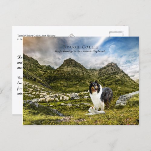 Sheepherding Tricolor Rough Collie _ Collectible Postcard