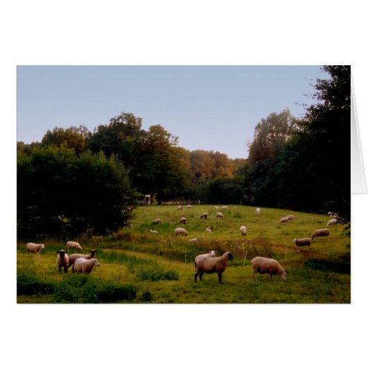 Sheepish Cards (Front Horizontal)