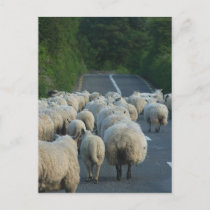 Sheeps in Ireland Postcard