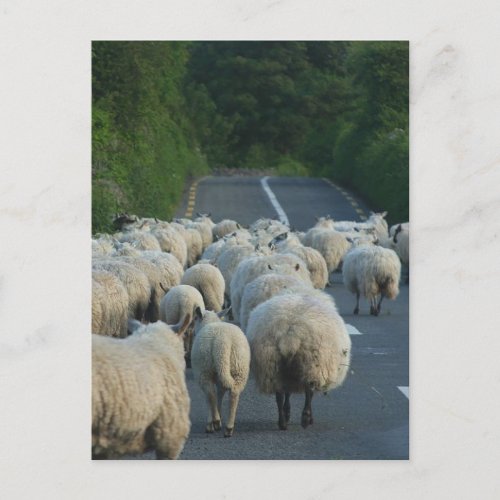 Sheeps in Ireland Postcard
