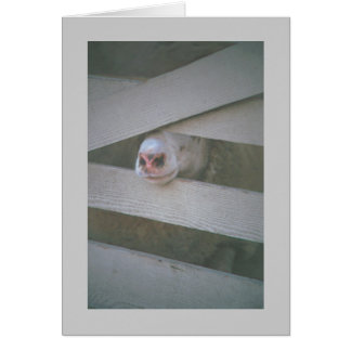 sheep's muzzle through fence cards