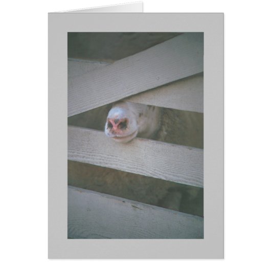 sheep's muzzle through fence cards (Front)