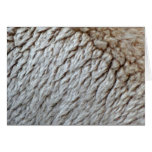 Sheep's Wool Abstract Nature Photo
