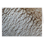 Sheep's Wool Abstract Nature Photo Cards