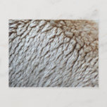 Sheep's Wool Abstract Nature Photo Postcard