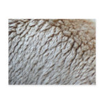 Sheep's Wool Abstract Nature Photo Postcard