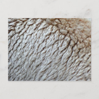 Sheep's Wool Abstract Nature Photo Postcard
