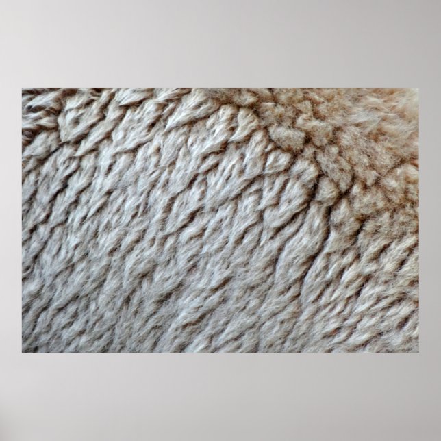 Sheep's Wool Abstract Nature Photo Poster (Front)