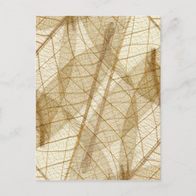 Sheer Cream Beige Lace Leaves Postcard (Front)