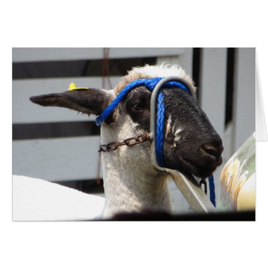 Sheered Sheep Cards (Front Horizontal)