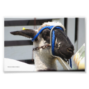Sheered Sheep Photo Print