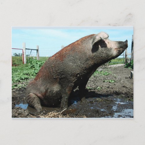 Sheila my big fat pig postcard