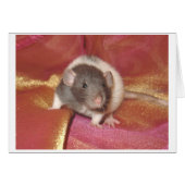 Shelby (Front Horizontal)