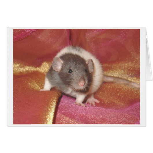 Shelby Cards (Front Horizontal)