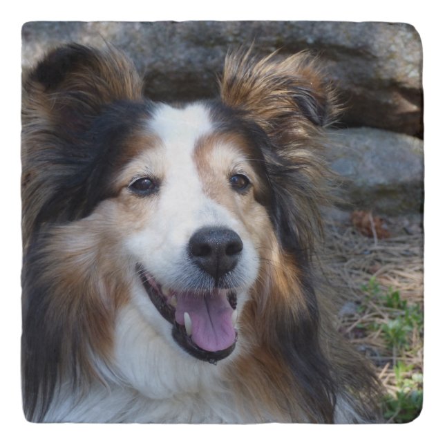 Shelby Shelty Trivet (Front)