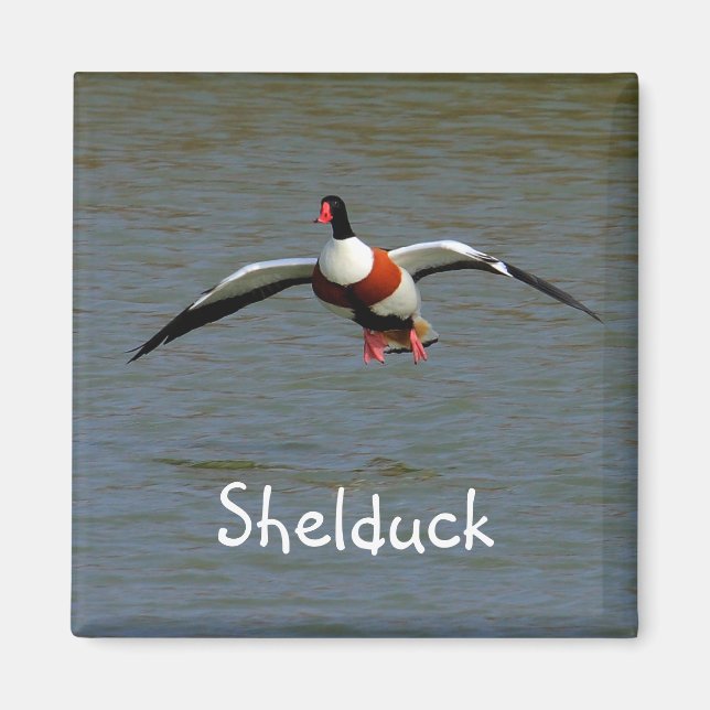Shelduck Magnet (Front)
