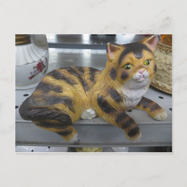 Shelf Cat Postcard (Front)