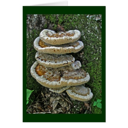 Shelf Fungi on Stump (Front)