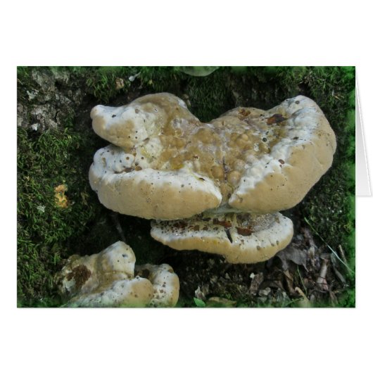 Shelf Fungi on Stump Cards (Front Horizontal)