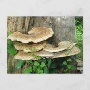 Shelf Fungus on Stump Postcard