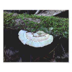 Shelf Life Photo Print