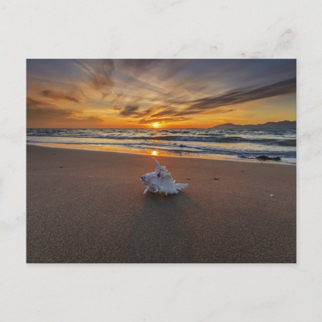 Shell At The Beach At Sunset | Kos Island Postcard (Front)