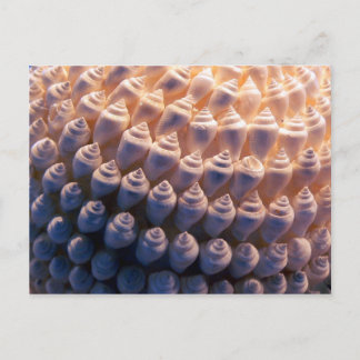 Shell Ball Postcard