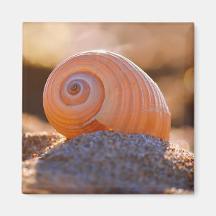 Shell Bokeh Greece Magnet