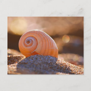 Shell Bokeh Greece Postcard