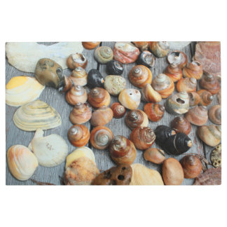 shell collection mostly golden snail shells metal print