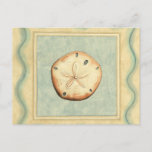 Shell Collector Postcard