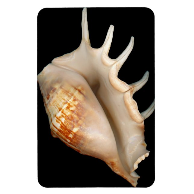 Shell - Conchology - Conch Magnet (Vertical)