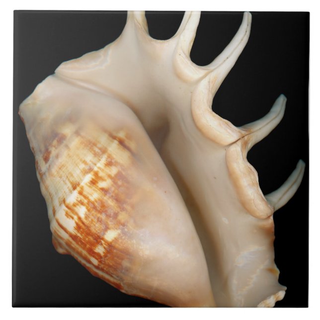 Shell - Conchology - Conch Tile (Front)