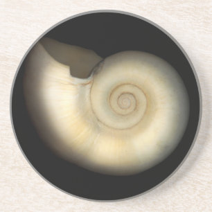 Shell - Conchology - Nautilus Coaster