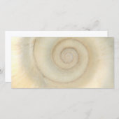 Shell - Conchology - White Spiral (Front/Back)