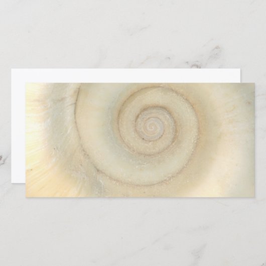 Shell - Conchology - White Spiral (Front/Back)