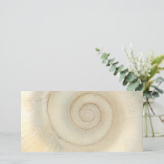 Shell - Conchology - White Spiral (Standing Front)