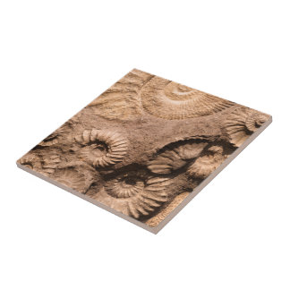 Shell Fossils Ceramic Tile