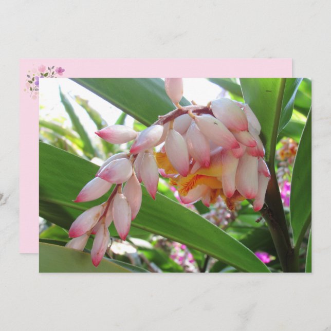 Shell Ginger Flowers Floral Postcard (Front/Back)