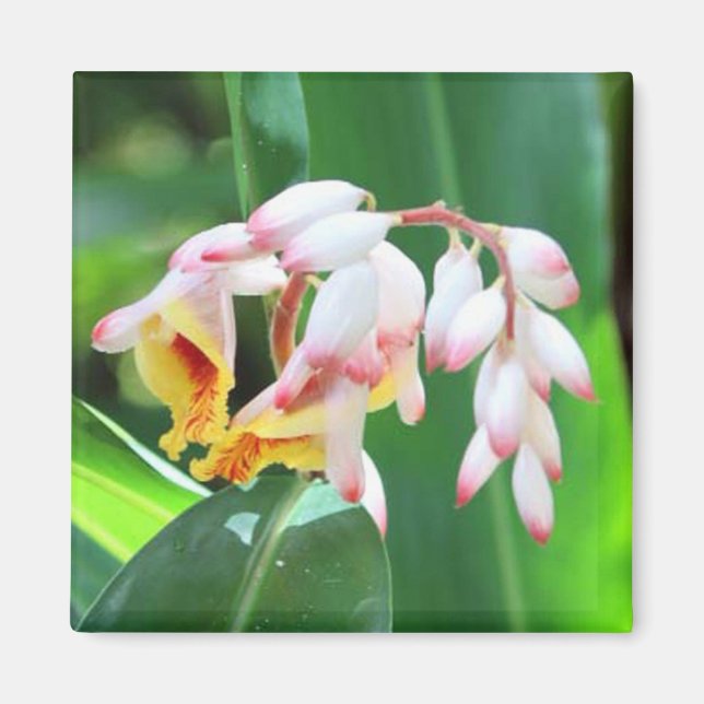 Shell Ginger Photo Square Magnet (Front)