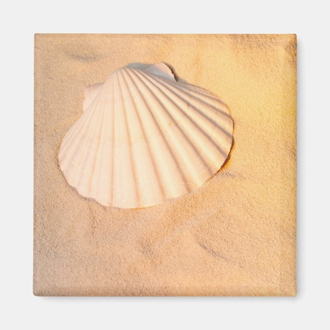 Shell Laying In Sand Magnet (Front)
